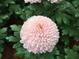 Pom pom chrysanthemum flowers photo