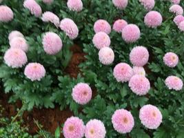 Pom pom chrysanthemum flowers photo