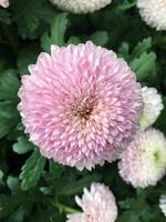 Pom pom chrysanthemum flowers photo