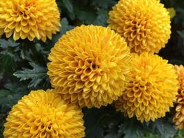 Pom pom chrysanthemum flowers photo