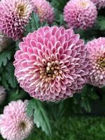 Pom pom chrysanthemum flowers photo