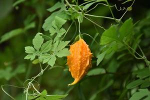 momordica charantia l, hierba natural para la vida humana foto