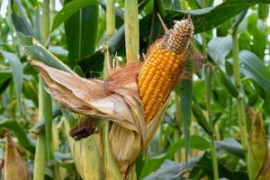 Maize or corn for feeding animal in farmland. photo