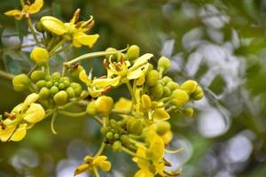 Siamese senna, natural herb to people. photo