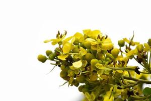 Siamese senna, natural herb to people.
