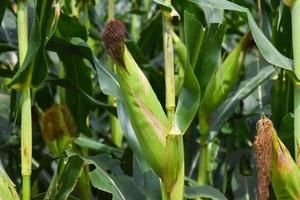 Maize or corn for feeding animal in farmland. photo