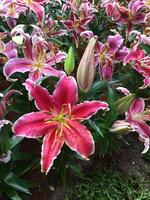 Pink lily flowers in forist beds in forist festival shows. photo