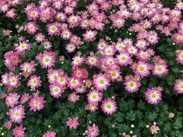 Pink chrysanthemum indicum Linn flower photo