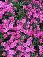 Pink chrysanthemum indicum Linn flower photo