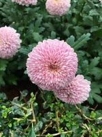 Pom pom chrysanthemum flowers photo