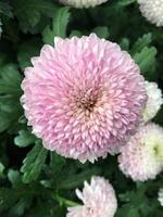 Pom pom chrysanthemum flowers photo