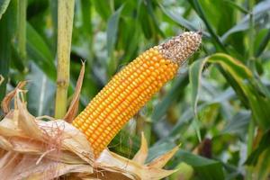 Maize or corn on tree with green leaf of its maize. photo