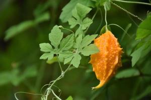 momordica charantia l, hierba natural para la vida humana foto