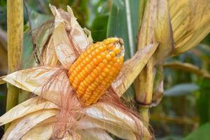 maíz o maíz para alimentar animales en tierras de cultivo. foto