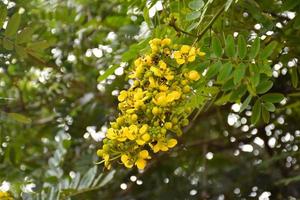 Siamese senna, natural herb to people.
