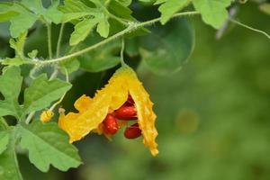 momordica charantia l, hierba natural para la vida humana foto