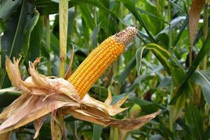 Maize or corn for feeding animal in farmland. photo