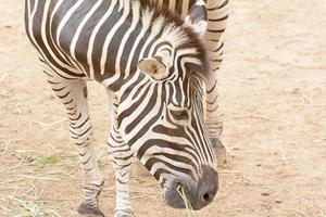 la cebra comiendo hierba en un zoológico foto