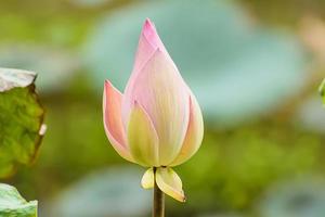 Lotus in many colors and beautiful in ponds. photo