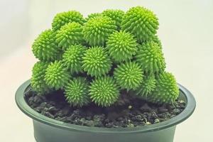 El cactus es una planta que se encuentra en el desierto. es deshidratación perenne. por lo tanto, se puede colocar en el desierto. foto