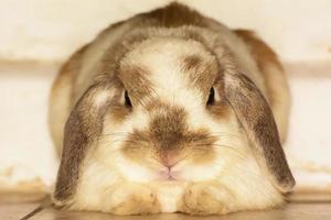 Rabbits are small mammals. Bunny is a colloquial name for a rabbit. photo