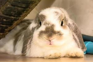 The rabbit or bunny sleep under the wheels. photo