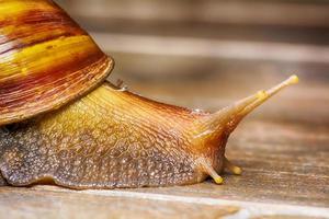 Closeup of a snail on rock floor. photo