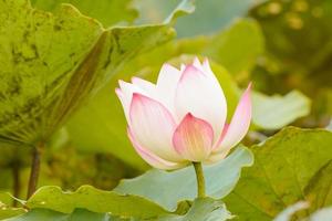 Lotus is many colors and beautiful in ponds, is a symbol of Buddhism. photo