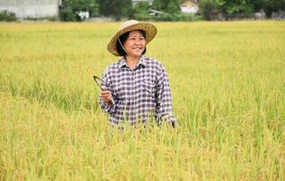 paisaje de campo de arroz que tiene un agricultor senior asiático sosteniendo una hoz de cosecha en la mano y sonriendo en medio del campo de arroz, enfoque suave y selectivo, concepto de agricultura senior asiática. foto