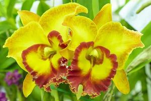 Cattleya is a genus of 113 species of orchids from Costa Rica and the Antilles south to Argentina. photo