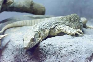 The savanna monitor take in a zoo photo