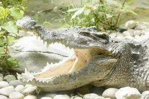 la gran toma de cocodrilo en un zoológico foto