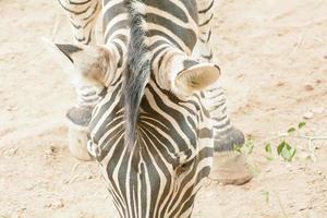 The zebra eating grass take in a zoo photo