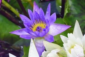 Lotus in many colors and beautiful in ponds. photo