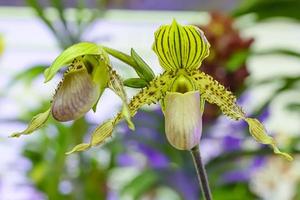 paphiopedilum, a menudo llamada zapatilla de venus, es un género de la subfamilia de orquídeas zapatilla de dama cypripedioideae de la familia de las orquídeas. foto
