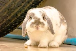 The rabbit or bunny sleep under the wheels. photo