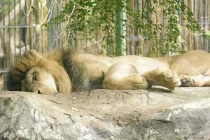 The lion sleeping take in a zoo photo
