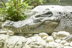 The big crocodile take in a zoo photo