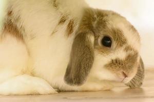 Rabbits are small mammals. Bunny is a colloquial name for a rabbit. photo