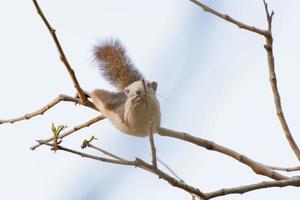 Squirrel were hung on the branches photo