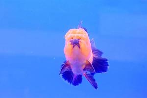 Goldfish isolated in the cabinet photo