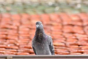 Pigeon on roof tiles photo