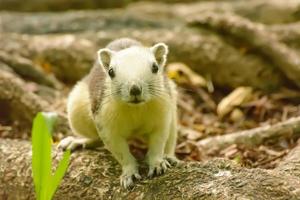 la pequeña ardilla en el bosque foto