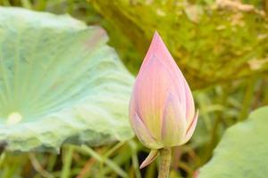 Lotus is many colors and beautiful in ponds, is a symbol of Buddhism. photo