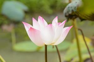 Lotus in many colors and beautiful in ponds. photo