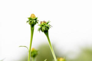 Mexican sunflower in the garden on nature background. photo