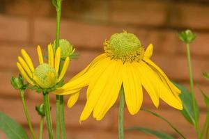 Yellow coneflowers in the garden on nature background. photo