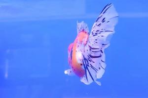 Goldfish isolated in the cabinet photo