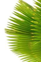 The palm leaves on a white background. photo