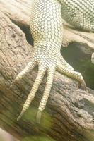 The marine iguana take in a zoo photo